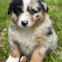 Thor - Blue merle male Australian Shepherd puppy in Irmo, South Carolina from Triple S Farms