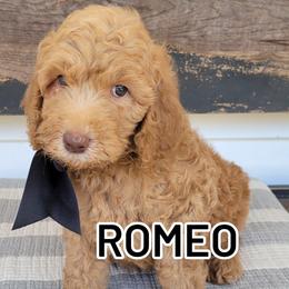 Bernedoodle and Goldendoodle Puppies from Elite Goldendoodles and Bernedoodles