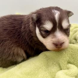 Danio - Chocolate male Pomsky puppy in Auburn, Washington from Periwinkle Pomskies