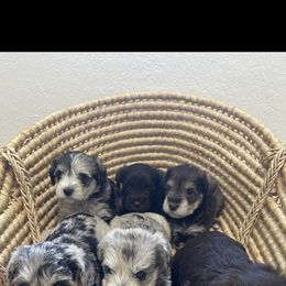 Miniature Schnauzer Puppies from Miniature Schnauzer Paradise llc