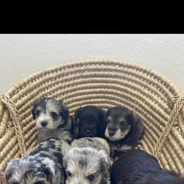 Miniature Schnauzer Puppies from Miniature Schnauzer Paradise llc