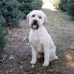 Molly - Soft Coated Wheaten Terrier