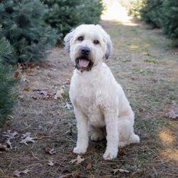 Molly - Soft Coated Wheaten Terrier