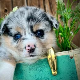Happy - Blue merle and white female American Corgi puppy in Tome, New Mexico from Blue Diamond Welsh corgis