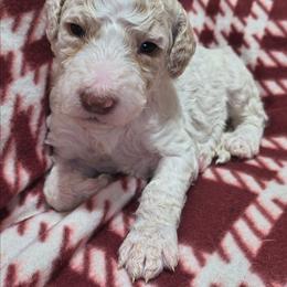 Girl 1 - Parti female Goldendoodle puppy in La Junta, Colorado from Double J’s Doodles