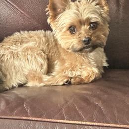 Coco - Tan male Yorkshire Terrier puppy in Des Moines, Iowa from Diamond Yorkshire Terriers