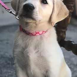 Labrador Retrievers from Coyote Sky Labradors