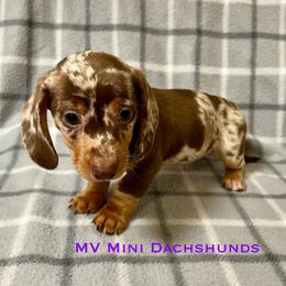 Truffle - Dapple male Dachshund puppy in Carlsbad, Texas from MV Mini Dachshunds
