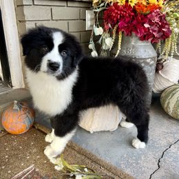 Australian Shepherd Puppies from Rock Canyon Australian Shepherds