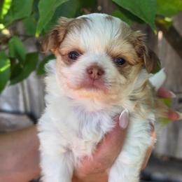 Chance - Fawn and white male Chihuahua puppy in Citrus Heights, California from Golden State Chihuahuas