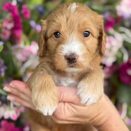 Benny - Parti male Goldendoodle puppy in Yuciapa, California from AlltheDoodlez_