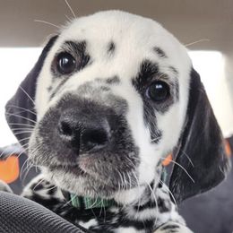 Dalmatians from Arkham Dalmatians
