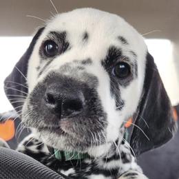 Dalmatians from Arkham Dalmatians