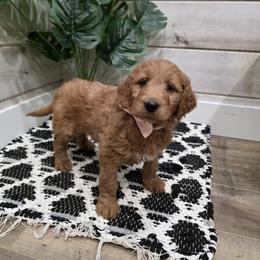 Joy - Red  female Goldendoodle puppy in Sugarcreek, Ohio from True Hearted Doodles