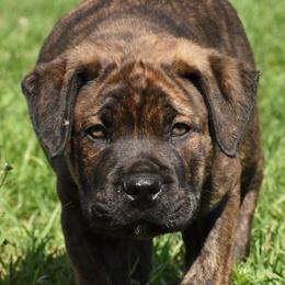 Boy 4 - Cane Corso puppy from Willow Creek Cane Corsos