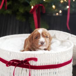 Fern - Red  female Goldendoodle puppy in Vancouver, Washington from Blissful Doodles