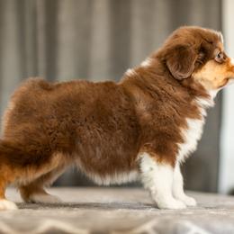 Miniature American Shepherd Puppies from King's Miniature American Shepherds