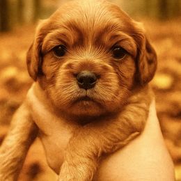 Girl 4 - Ruby female Cavalier King Charles Spaniel puppy in Ellisville, Mississippi from Malu Lani Cavaliers