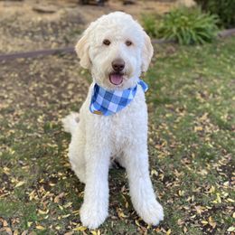 Nonsense - Goldendoodle