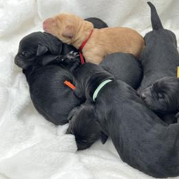 Teal - Black female Labrador Retriever puppy in Heath Springs, South Carolina from Rich Hill Retrievers