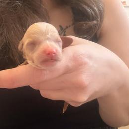Girl 1 - Red female Cavapoo puppy in Kalamazoo, Michigan from Sleeping Bear Kennels