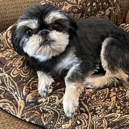 Shih Tzus from High Desert  Shih Tzu