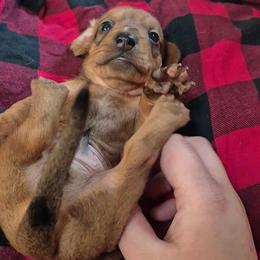 Apollo - Red male Dachshund puppy in Edwards, Missouri from Weiner Warriors