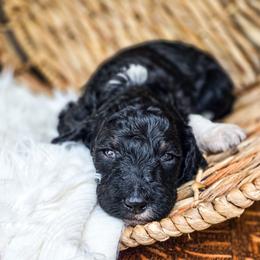 Stanley - Parti male Poodle puppy in Gaylord, Michigan from Dog Mom Co. Poodles