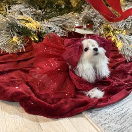 Sushi 5500 - White female Maltese puppy in Miami, Florida from Natalias Tiny Chihuahuas