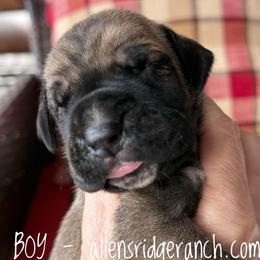 Black Mask Fawn - Fawn male Great Dane puppy in Greenville, South Carolina from Allen’s Ridge Ranch