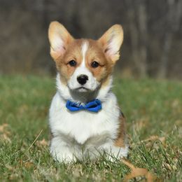 Playful boy - Red male Pembroke Welsh Corgi puppy in Kansas City, Missouri from Willow Creek Corgis