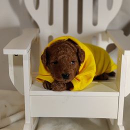 Coton de Tulear and Poodle Puppies from Legacy Pets