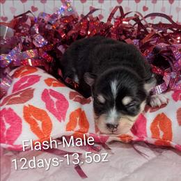 Flash - 2200 - Black and white male Pomsky puppy in Spring Hill, Florida from www.PuppyTimeEmporium.com