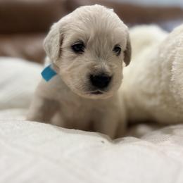 Female - Light golden female Golden Retriever puppy in Myakka City, Florida from MC Goldens