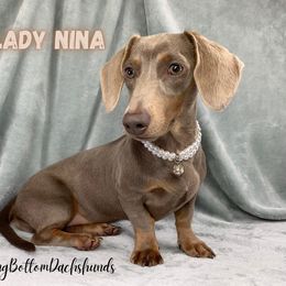 Lady Nina - Dachshund