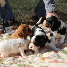 Cavalier King Charles Spaniel Puppies from Critter's Cottage Cavaliers