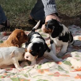 Cavalier King Charles Spaniel Puppies from Critter's Cottage Cavaliers