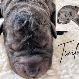 Twila - Merle female Goldendoodle puppy in Cleveland, Georgia from The O.G. Doodles