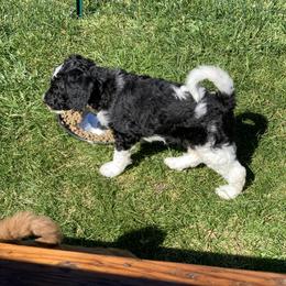 Poodle Puppies from Blue Moon Puppies