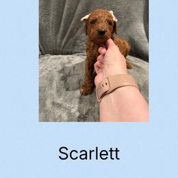Scarlett - Red female Irish Doodle puppy in Harrisburg, Arkansas from Ransone’s Ridge Runners Poodles and Doodles