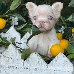 Ivory - Cream female French Bulldog puppy in Tulsa, Oklahoma from EvergreenEliteKennel