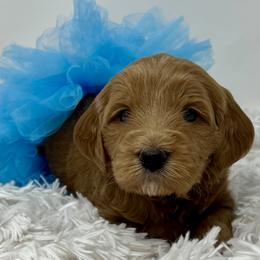 Blue Female - Apricot female Goldendoodle puppy in Great Falls, Montana from Montana Goldendoodles