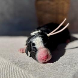 Cocoa - Black and white male Bernedoodle puppy in Moreno Valley, California from Ayy_Doodles