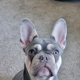 Howie - French Bulldog