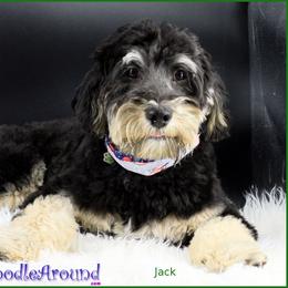 Jack - Australian Labradoodle