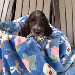 Boy 1 - Piebald male Dachshund puppy in Aurora, Missouri from Baker Farms