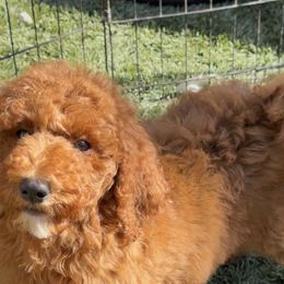 Pepper - Parti female Poodle puppy in Corona, California from Garden Of Poodles