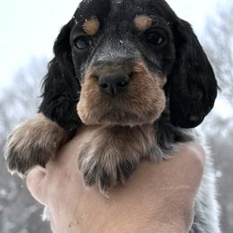 Bailey - Black white and tan female English Springer Spaniel puppy in Bay City, Wisconsin from Springer Hills Farm