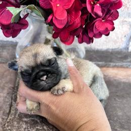 Gray collar - Fawn male Pug puppy in Tucson, Arizona from Furever Friends