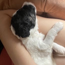 Aussiedoodle Puppies from Deason Doodles